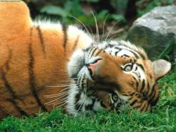 sleepy-siberian-tiger.jpg